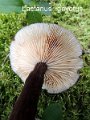 Lactarius lignyotus-amf2046-b